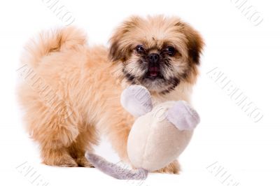 Playfull pekingese dog