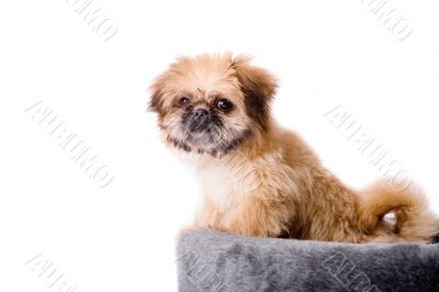Pekingese dog and his basket