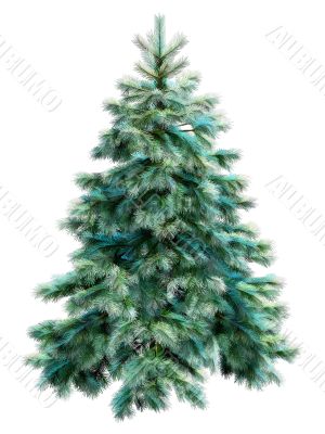 Blue christmas tree with clipping path