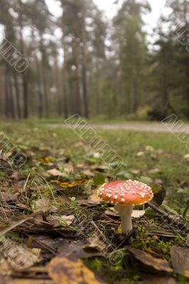 Amanita muscaria