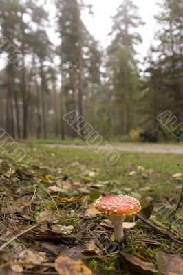 Amanita muscaria