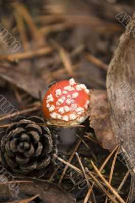 Amanita muscaria and pine cone