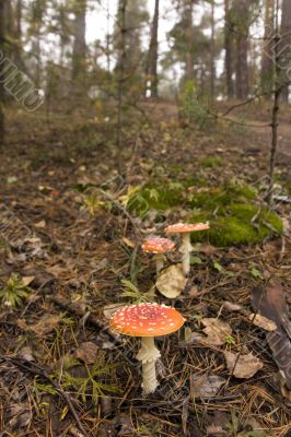 Path of Amanita