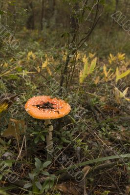 Amanita muscaria