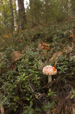 Mushroom and berries