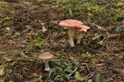 Path of Amanita