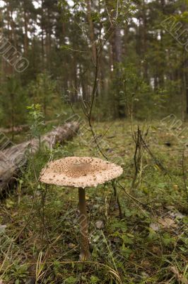 Macrolepiota procera