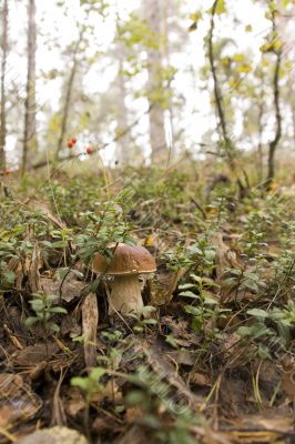 boletus mushroom in the moss