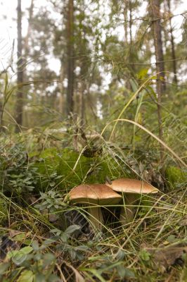 brown cap boletus