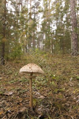 Macrolepiota procera