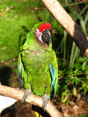 Military Macaw