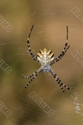 Spider -Argiope lobata
