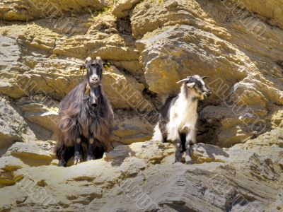 greek goats