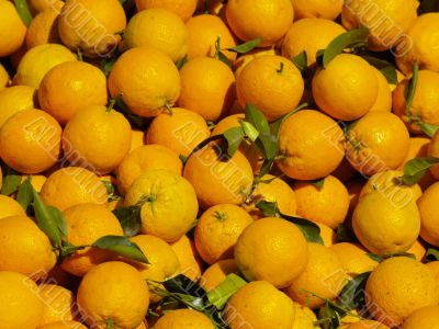 orange harvest