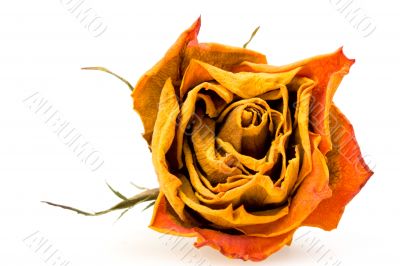 dried red rose