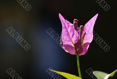 Bougainvillea Flower
