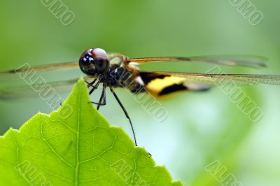 Rhyothemis phyllis dragonfly