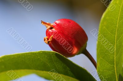 Red flower bud close up