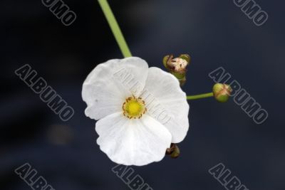 White Flower