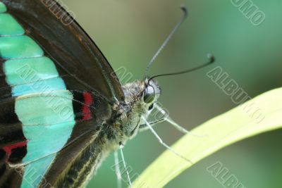 Common Bluebottle Butterfly