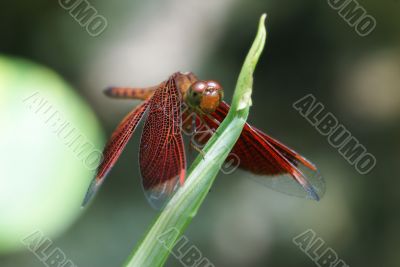 Neurothemis fluctuans dragonfly