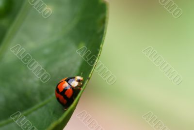 Ladybird