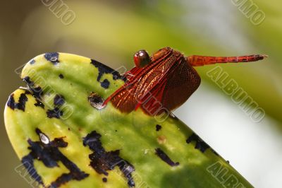 Neurothemis fluctuans dragonfly