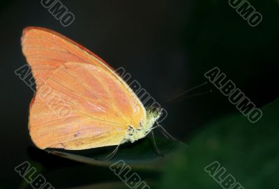 Orange Albatross Butterfly