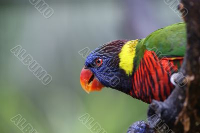 Lorikeet Close Up