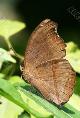 Chocolate Pansy Butterfly