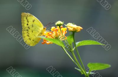 Lemon Emigrant Butterfly