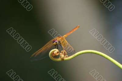 Trithemis aurora deagonfly