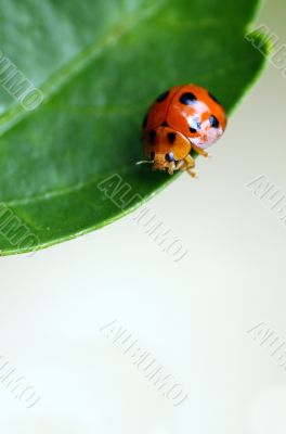 Ladybird