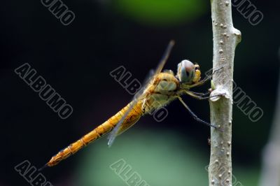 Wandering Glider Dragonfly