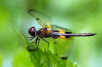 Rhyothemis phyllis dragonfly