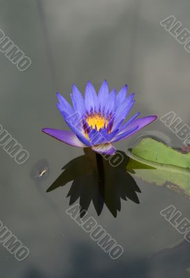 Purple Lotus