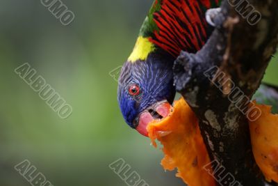 Lorikeet feeding on papaya