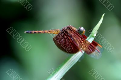 Neurothemis fluctuans dragonfly