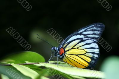 Red Spot Sawtooth Butterfly