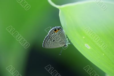 Eastern Tailed Blue Butterfly