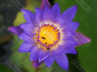 Purple Lotus