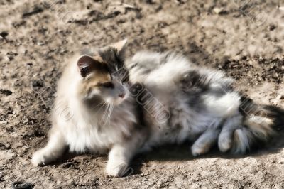 Cat in Dirt