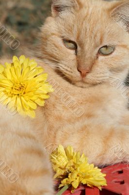 Pampered Cat