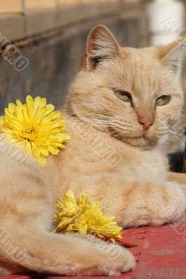 Pampered Cat