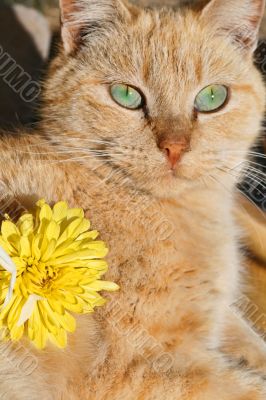 Pampered Cat