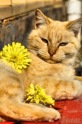 Pampered Cat