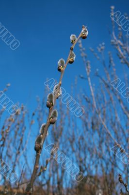 A pussy-willow branch