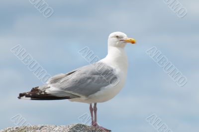 Seagull Portrait