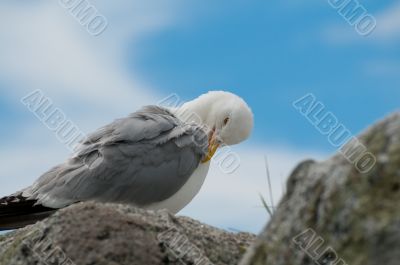 Seagull Portrait