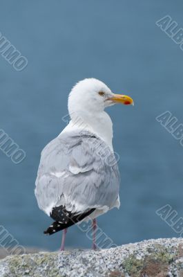 Seagull Portrait